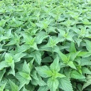 3 Stinging Nettle Live Plant Bare Roots - Herb for Planting, Full Sun - Image 5