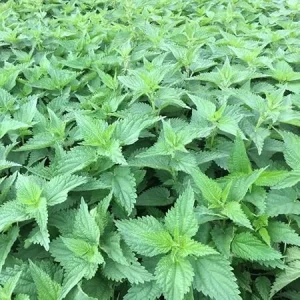 3 Stinging Nettle Live Plant Bare Roots - Herb for Planting, Full Sun - Image 6