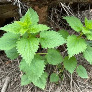 3 Stinging Nettle Live Plants – Bare Root Herb for Planting – Well-Rooted - Image 1
