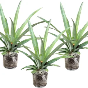 3 Sugarloaf Pineapple Live Plants, 5-9 Inch Tall Tropical Fruit Tree Seedlings - Image 2