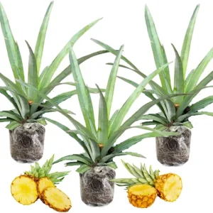 3 Sugarloaf Pineapple Live Plants, 5-9 Inch Tall Tropical Fruit Tree Seedlings - Image 3