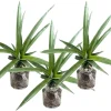 3 Sugarloaf Pineapple Live Plants, 5-9 Inch Tall Tropical Fruit Tree Seedlings - Image 1