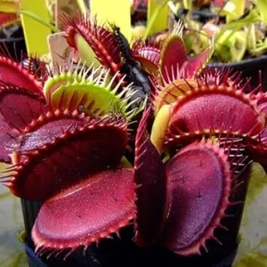 3 Venus Fly Trap Starter Plants in Pot - Live Carnivorous Plant for Indoor & Outdoor - Image 3