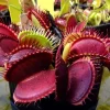 3 Venus Fly Trap Starter Plants in Pot - Live Carnivorous Plant for Indoor & Outdoor - Image 1