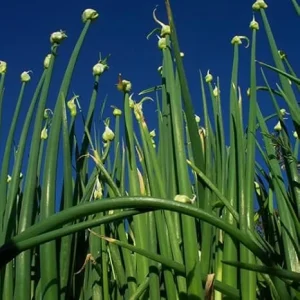 3 Walking Onion Plants Live in 4
