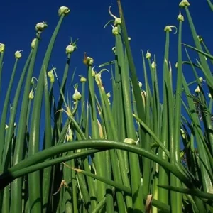 3 Walking Onion Plants Live in 4