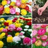 30 Mixed Ranunculus Flower Bulbs - Vibrant Colors for Garden Planting - Image 1