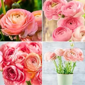 30 Pink Ranunculus Bulbs for Fall Planting - Vibrant Spring Blooms - Image 5