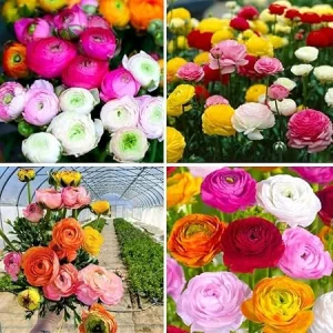 30 Ranunculus Bulbs - Mixed Colors - Fall Planting Corms for Vibrant Spring Blooms - Image 5