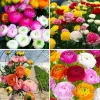 30 Ranunculus Bulbs - Mixed Colors - Fall Planting Corms for Vibrant Spring Blooms - Image 1