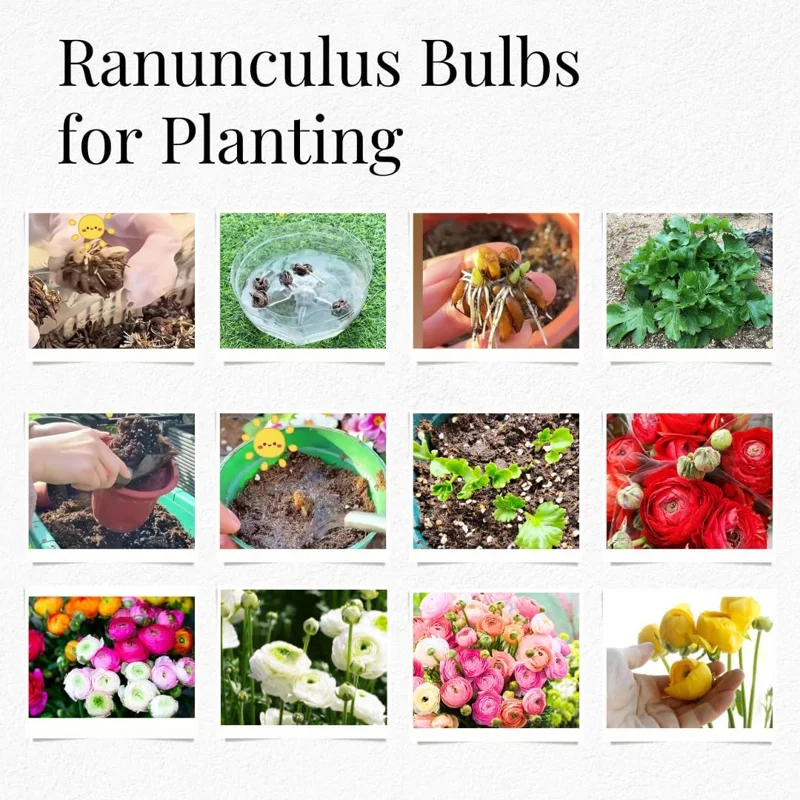 30 Ranunculus Bulbs Mixed Colors – Flower Corms for Outdoor Gardens - Image 3