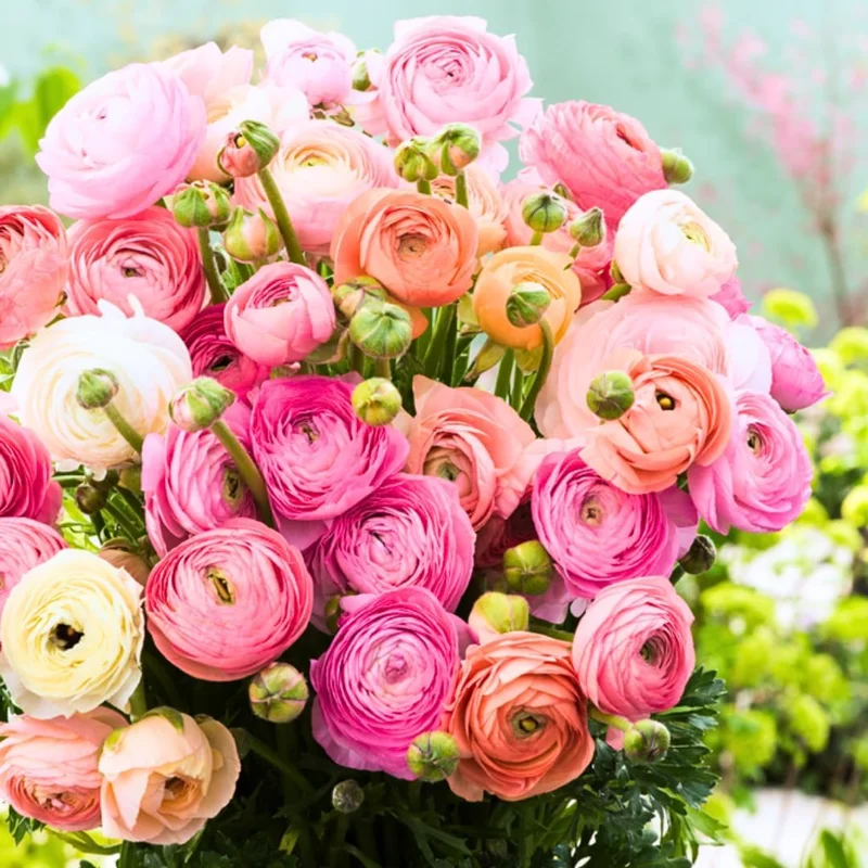 30 Ranunculus Bulbs Mixed Colors – Flower Corms for Outdoor Gardens - Image 4