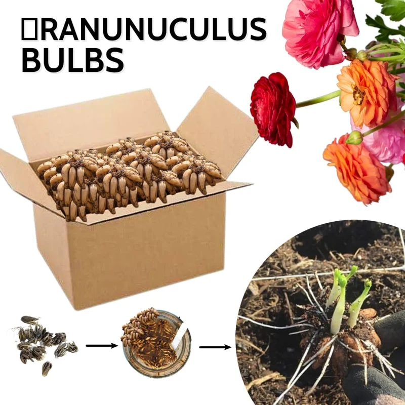 30 Ranunculus Bulbs Mixed Colors – Flower Corms for Outdoor Gardens - Image 5