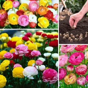 30 Ranunculus Bulbs Mixed Colors – Flower Corms for Outdoor Gardens - Image 1
