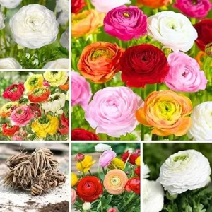 30 Ranunculus Bulbs - Mixed Colors for Spring & Fall Planting - Image 5