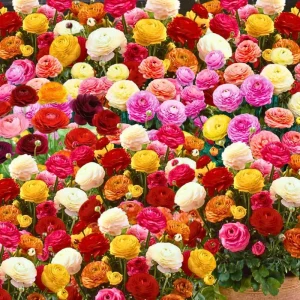 30 Ranunculus Bulbs - Multicolor Corms for Planting - Full Sun Flowers - Image 5
