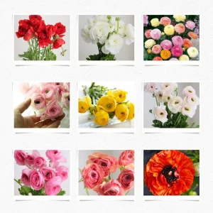 30 Ranunculus Bulbs - Multicolor Corms for Planting - Full Sun Flowers - Image 6