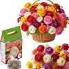 30 Ranunculus Bulbs - Multicolor Corms for Planting - Full Sun Flowers - Image 1