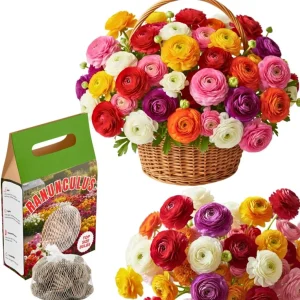 30 Ranunculus Bulbs - Multicolor Corms for Planting - Full Sun Flowers - Image 1