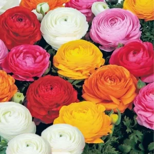 30 Ranunculus Bulbs - Multicolor Corms for Planting - Full Sun Flowers - Image 8