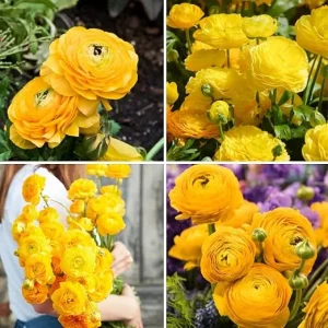 30 Ranunculus Bulbs – Yellow Corms for Spring Garden – Fall Planting - Image 5