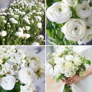 30 White Ranunculus Bulbs for Fall Planting - Vibrant Spring Blooms - Image 7