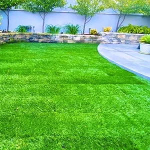30000 Zoysia Grass Seeds for Hardy Lawn | Heat & Drought Tolerant - Image 5