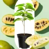 4 American Pawpaw Trees – 1 Year Old Seedling Bare Roots, 6-15 Inches Tall, Hardy Asimina Triloba for Zones 5-9 - Image 1