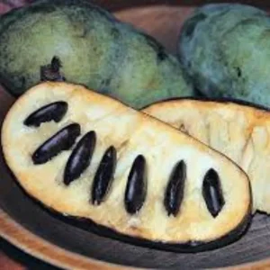 4 American Pawpaw Trees – 1 Year Old Seedling Bare Roots, 6-15 Inches Tall, Hardy Asimina Triloba for Zones 5-9 - Image 5