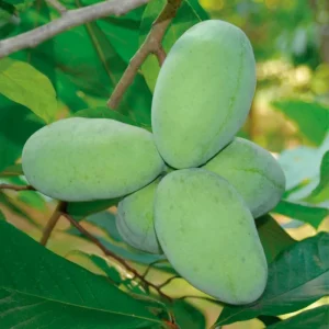 4 American Pawpaw Trees – 1 Year Old Seedling Bare Roots, 6-15 Inches Tall, Hardy Asimina Triloba for Zones 5-9 - Image 6