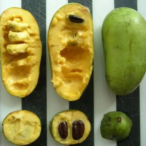 4 American Pawpaw Trees – 1 Year Old Seedling Bare Roots, 6-15 Inches Tall, Hardy Asimina Triloba for Zones 5-9 - Image 7