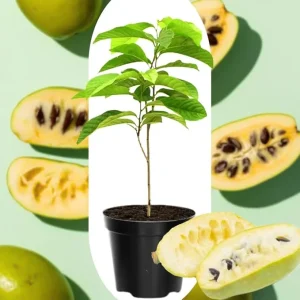 4 American Pawpaw Trees Live Plants, 1 Year Old Seedlings Bare Root, 6-15 Inches Tall, Hardy Asimina Triloba - Image 5