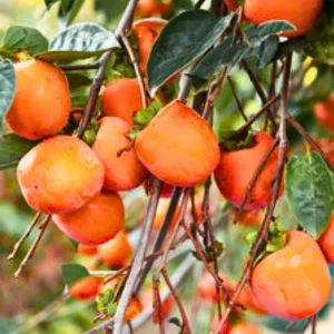 4 American Persimmon Trees Live Plants 12-24