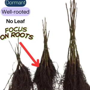 4 American Persimmon Trees Live Plants 12-24