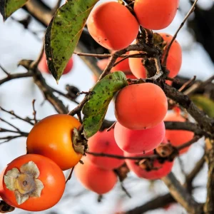 4 American Persimmon Trees Live Plants 12-24