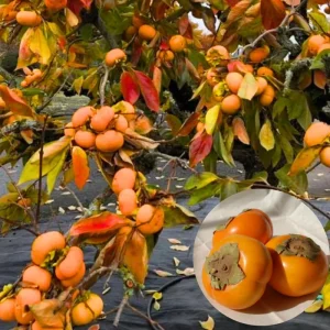 4 American Persimmon Trees Live Plants 12-24