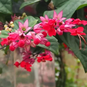 4 Assorted Bleeding Heart Live Plants 4-6 Inch Tall - Perennial Shade Flowers, Outdoor - Image 2