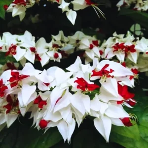 4 Assorted Bleeding Heart Live Plants 4-6 Inch Tall - Perennial Shade Flowers, Outdoor - Image 3