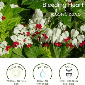 4 Assorted Bleeding Heart Live Plants 4-6 Inch Tall - Perennial Shade Flowers, Outdoor - Image 4
