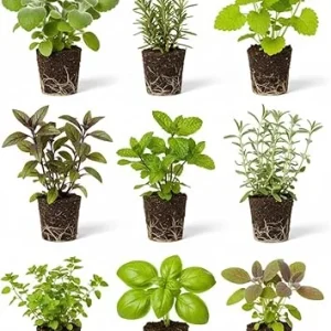 4 Assorted Herb Plants Live Collection 3-6
