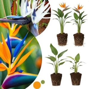 4 Bird of Paradise Live Plants – Strelitzia Reginae, 4-7 Inch Tall Tropical Flowering Plants for Indoor & Outdoor Growing - Image 2