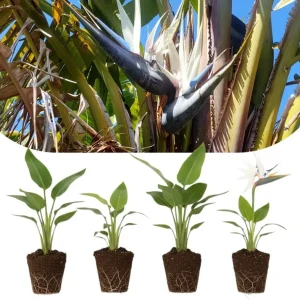 4 Bird of Paradise Live Plants – Strelitzia Reginae, 4-7 Inch Tall Tropical Flowering Plants for Indoor & Outdoor Growing - Image 1