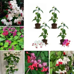 4 Bleeding Heart Live Plants, 4-7 Inch Tall, Perennial Shade Flowers, USDA Zones 3-9 - Image 3