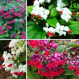 4 Bleeding Heart Live Plants – Perennial Shade Flower, 4-6 Inch Tall, Red & White Blooms - Image 2