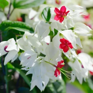 4 Bleeding Heart Live Plants – Perennial Shade Flower, 4-6 Inch Tall, Red & White Blooms - Image 3