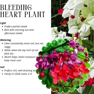 4 Bleeding Heart Live Plants – Perennial Shade Flower, 4-6 Inch Tall, Red & White Blooms - Image 4