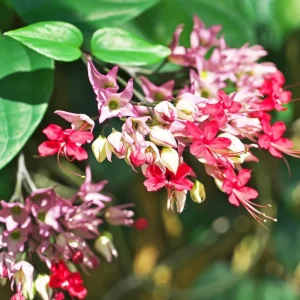 4 Bleeding Heart Live Plants – Perennial Shade Flower, 4-6 Inch Tall, Red & White Blooms - Image 6