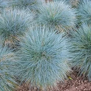 4 Blue Fescue Grass Plants, Well-Rooted, Perennial Ornamental Grass, 4-8 Inch Tall, Outdoor - Image 2