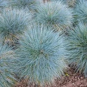 4 Blue Fescue Grass Plants, Well-Rooted, Perennial Ornamental Grass, 4-8 Inch Tall, Outdoor - Image 5