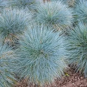 4 Blue Fescue Grass Plants, Well-Rooted, Perennial Ornamental Grass, 4-8 Inch Tall, Outdoor - Image 6